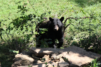 black bear