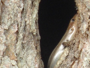 Lizards in a tree