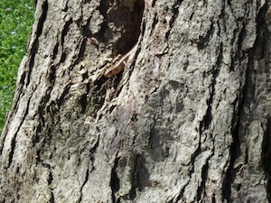 Lizards coming out of tree